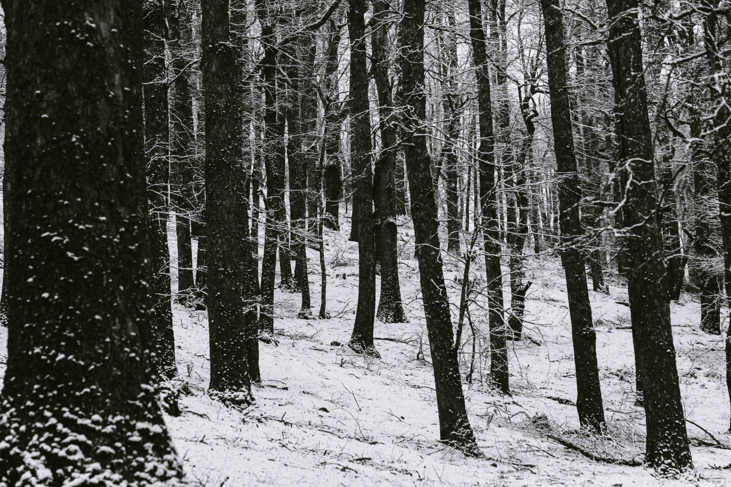 Bosque nevado de troncos oscuros, en blanco y negro