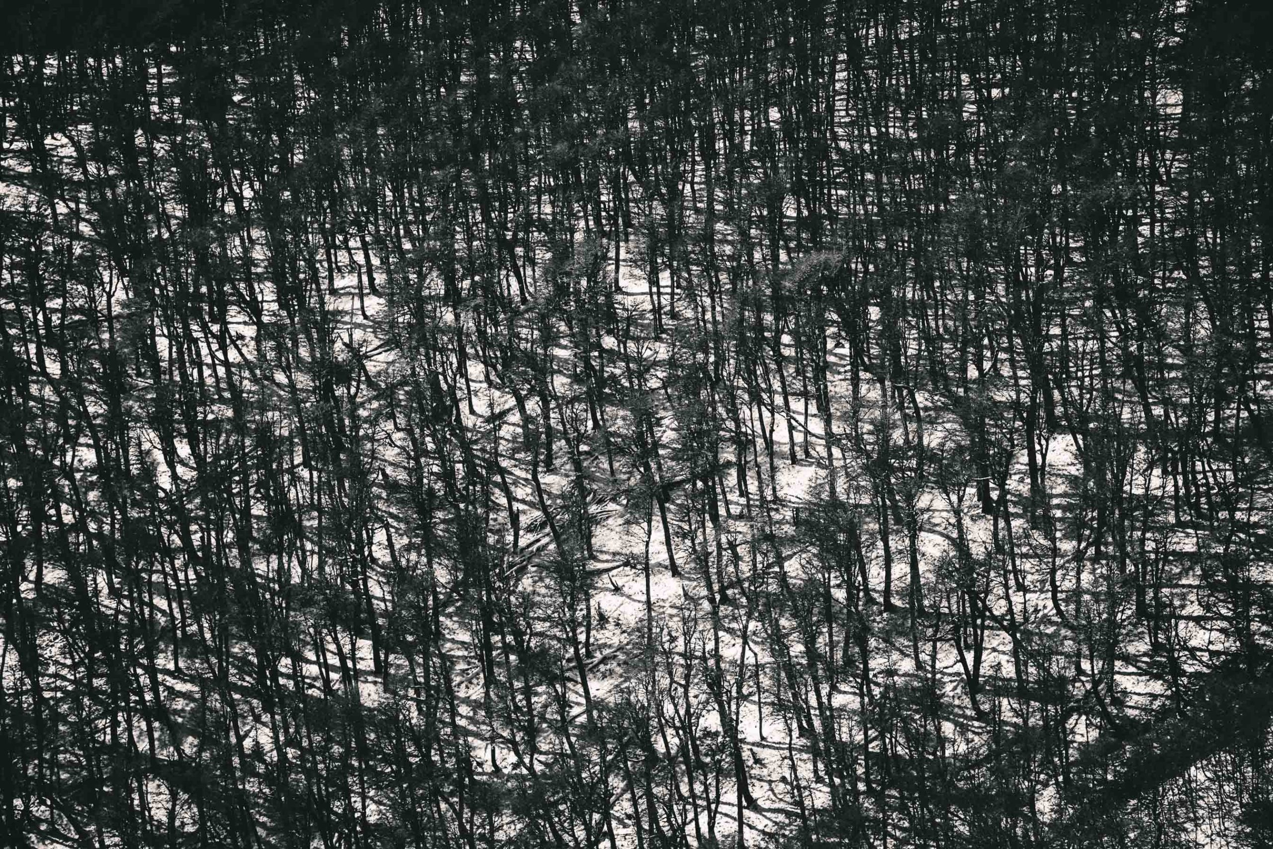 Bosque denso de troncos y ramas visto desde arriba, en blanco y negro